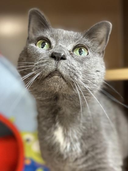 Enlarge Baby Kitty -$25, a Adoptable mixed breed in Seneca, SC image 3/3