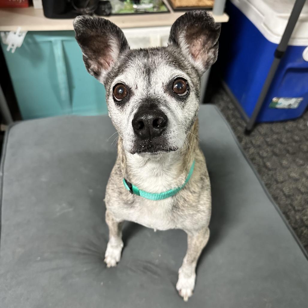 Lugnut, a Adoptable mixed breed in Apache Junction, AZ image 1/6