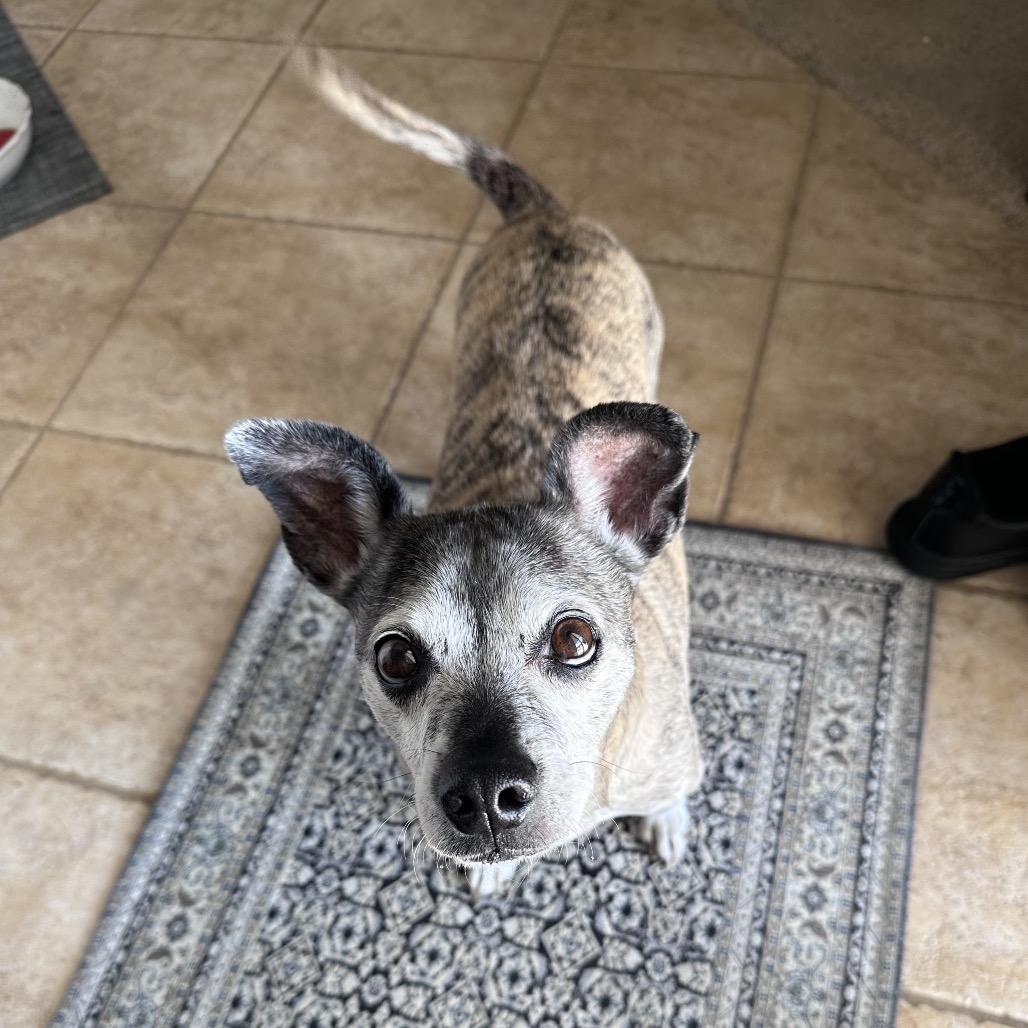 Lugnut, a Adoptable mixed breed in Apache Junction, AZ image 2/6