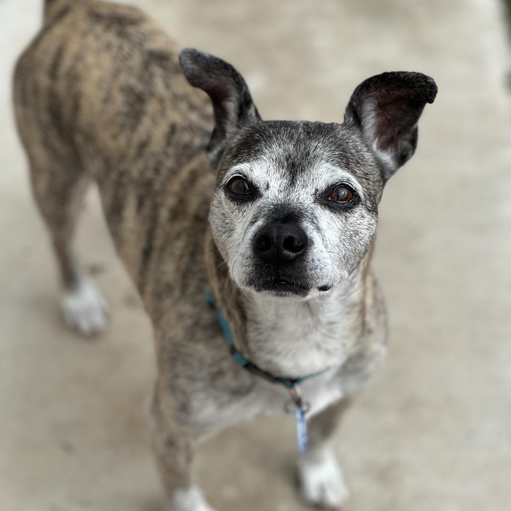 Lugnut, a Adoptable mixed breed in Apache Junction, AZ image 2/4