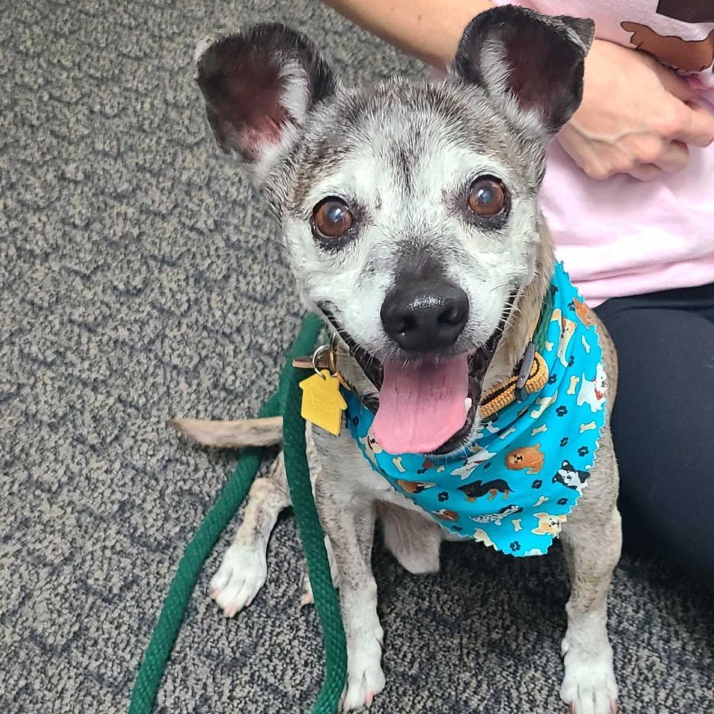 Lugnut, a Adoptable mixed breed in Apache Junction, AZ image 3/4