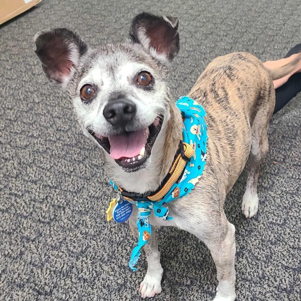 Lugnut, a Adoptable mixed breed in Apache Junction, AZ image 4/4