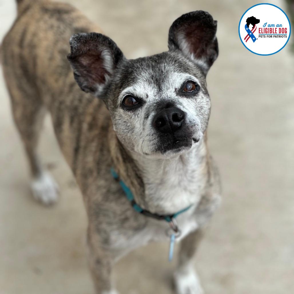 Lugnut, a Adoptable mixed breed in Apache Junction, AZ image 6/6