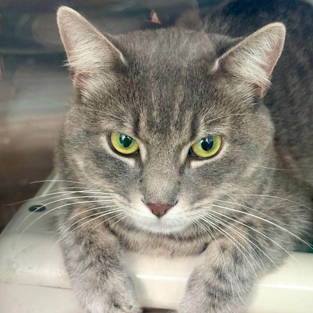Enlarge Kash, a Adoptable Domestic Short Hair in New Fairfield, CT image 1/1