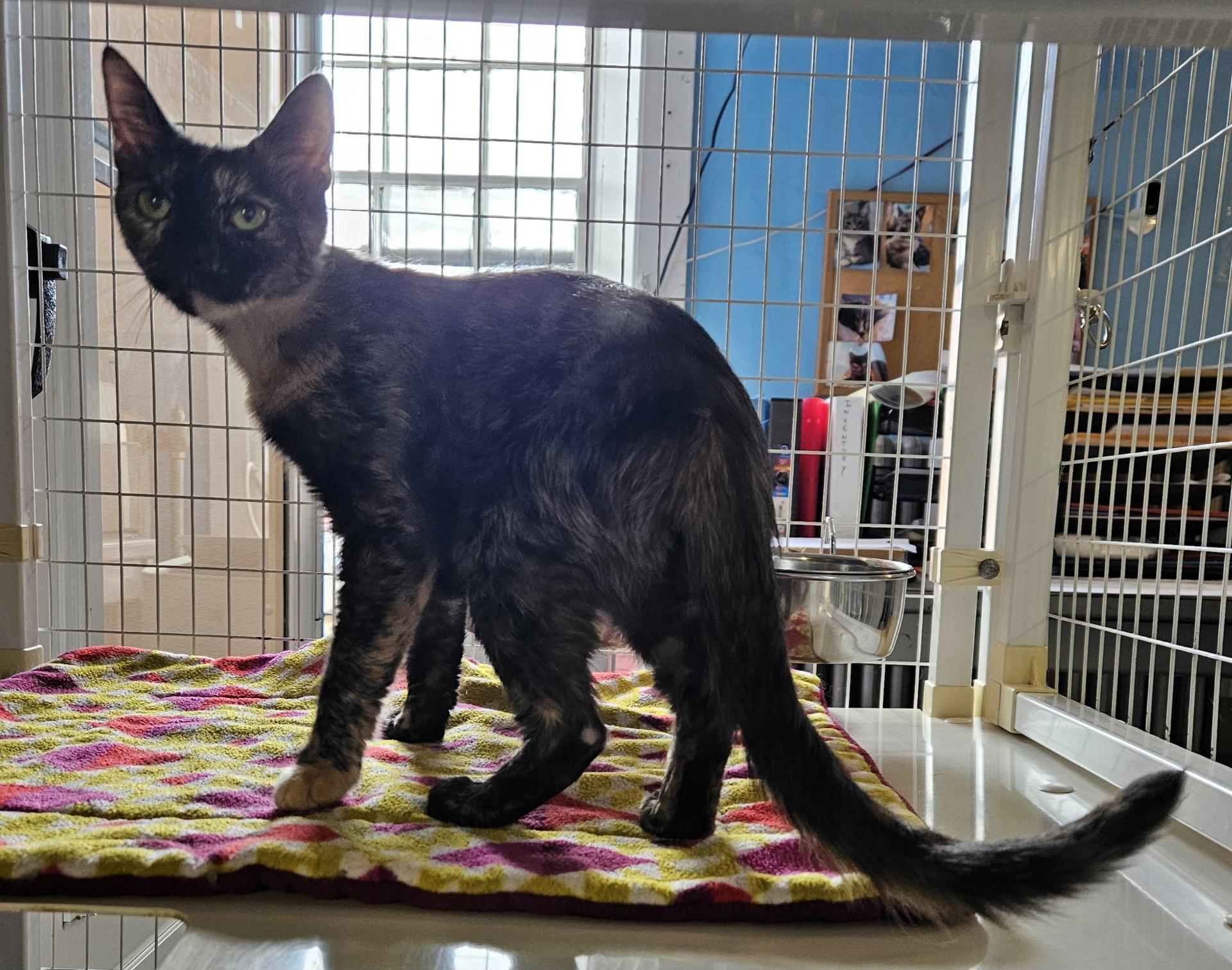 Cupcake, Adoptable, Adult Female Domestic Short Hair.