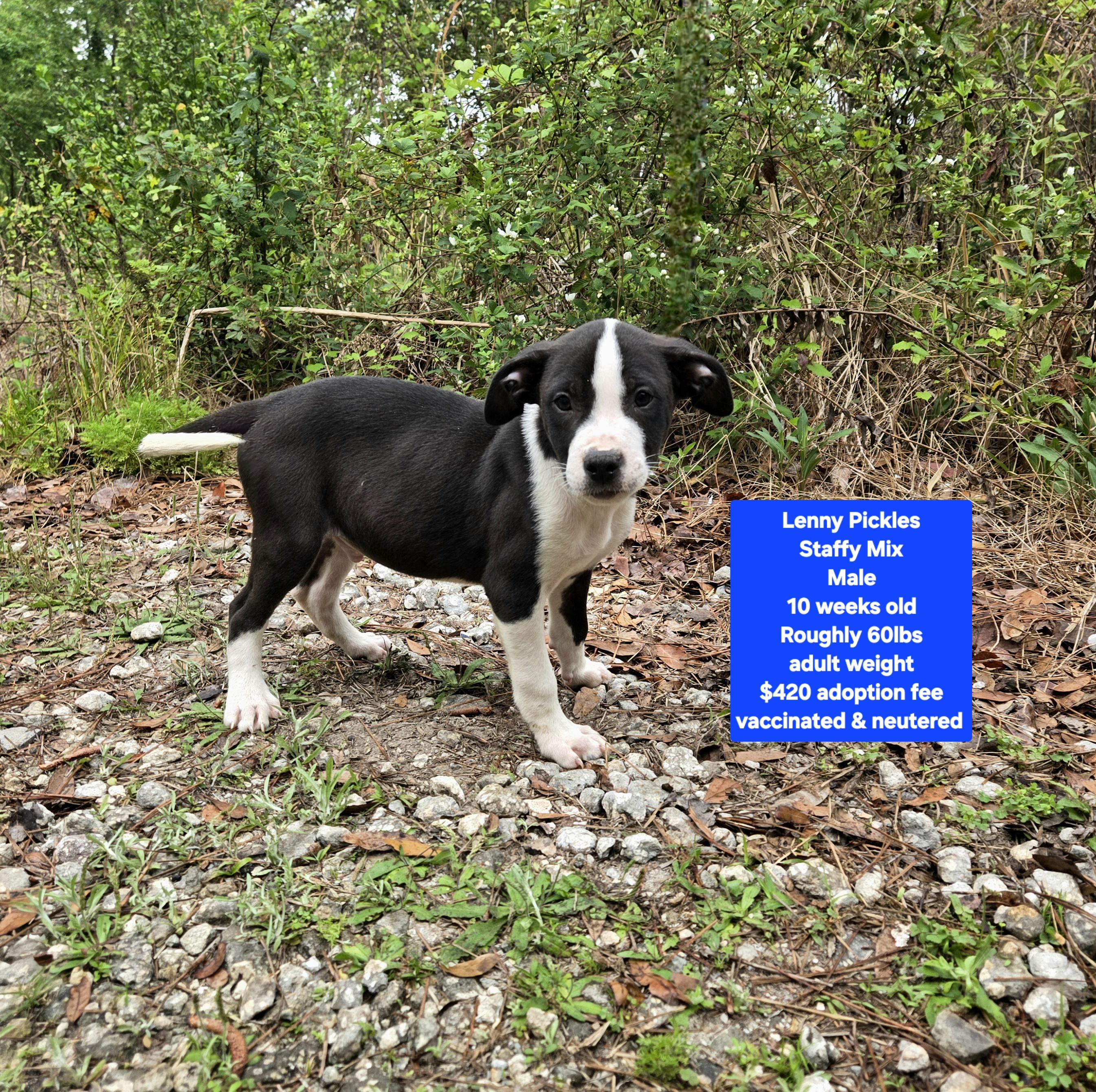 Lenny Pickles, ADOPTABLE, Puppy Male American Staffordshire Terrier.