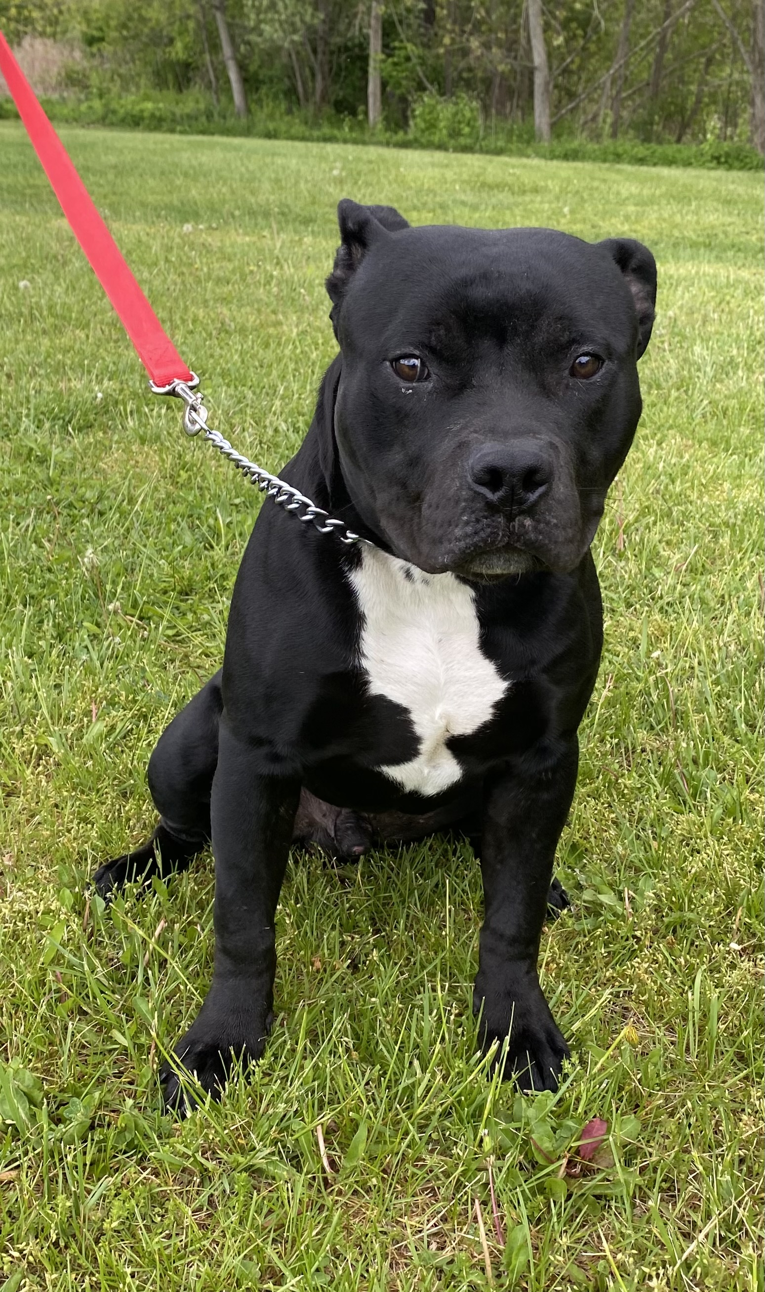 Micah, Adopted, Young Male Pit Bull Terrier.