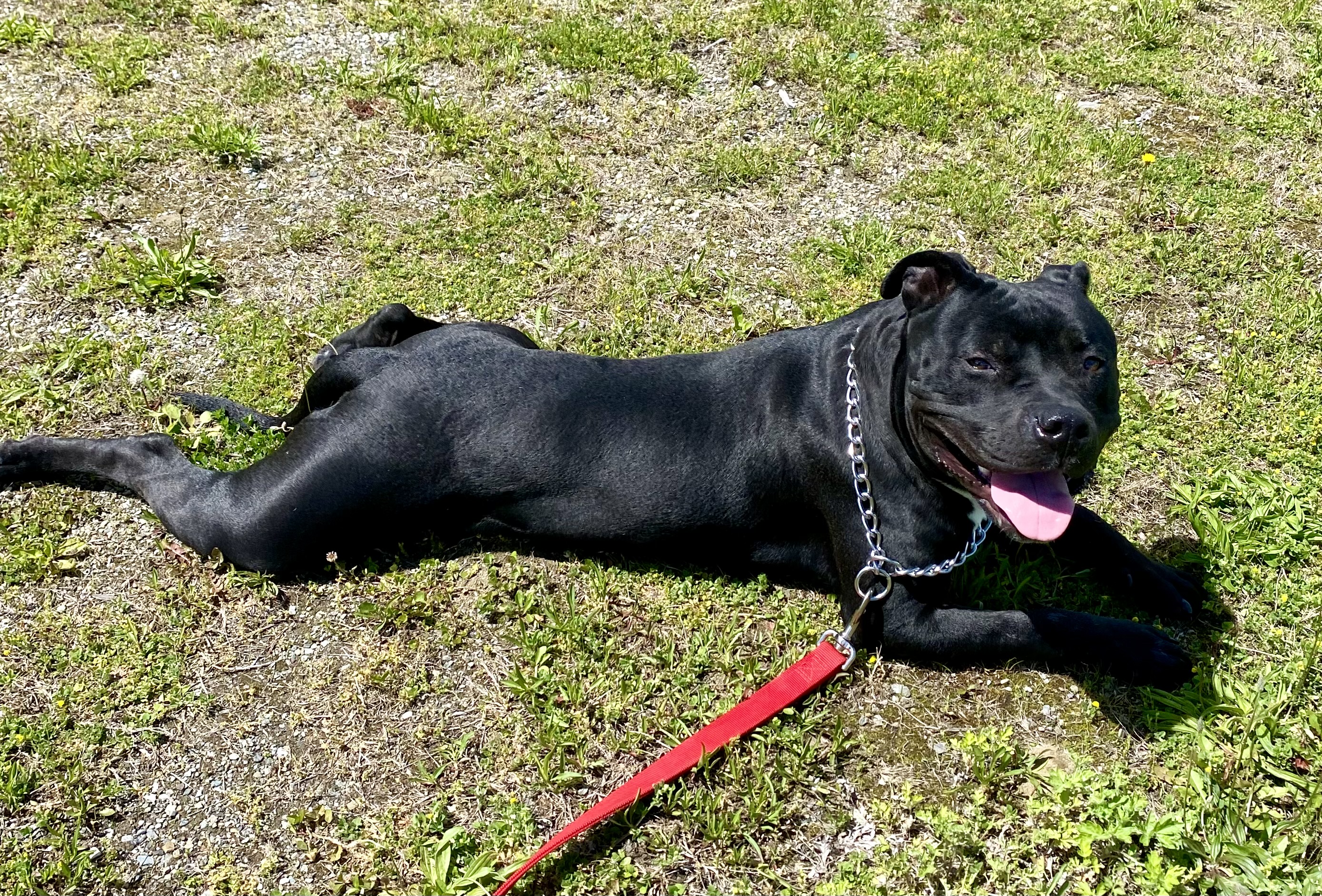 Enlarge Micah, a Adopted Pit Bull Terrier in Kent, CT image 2/3