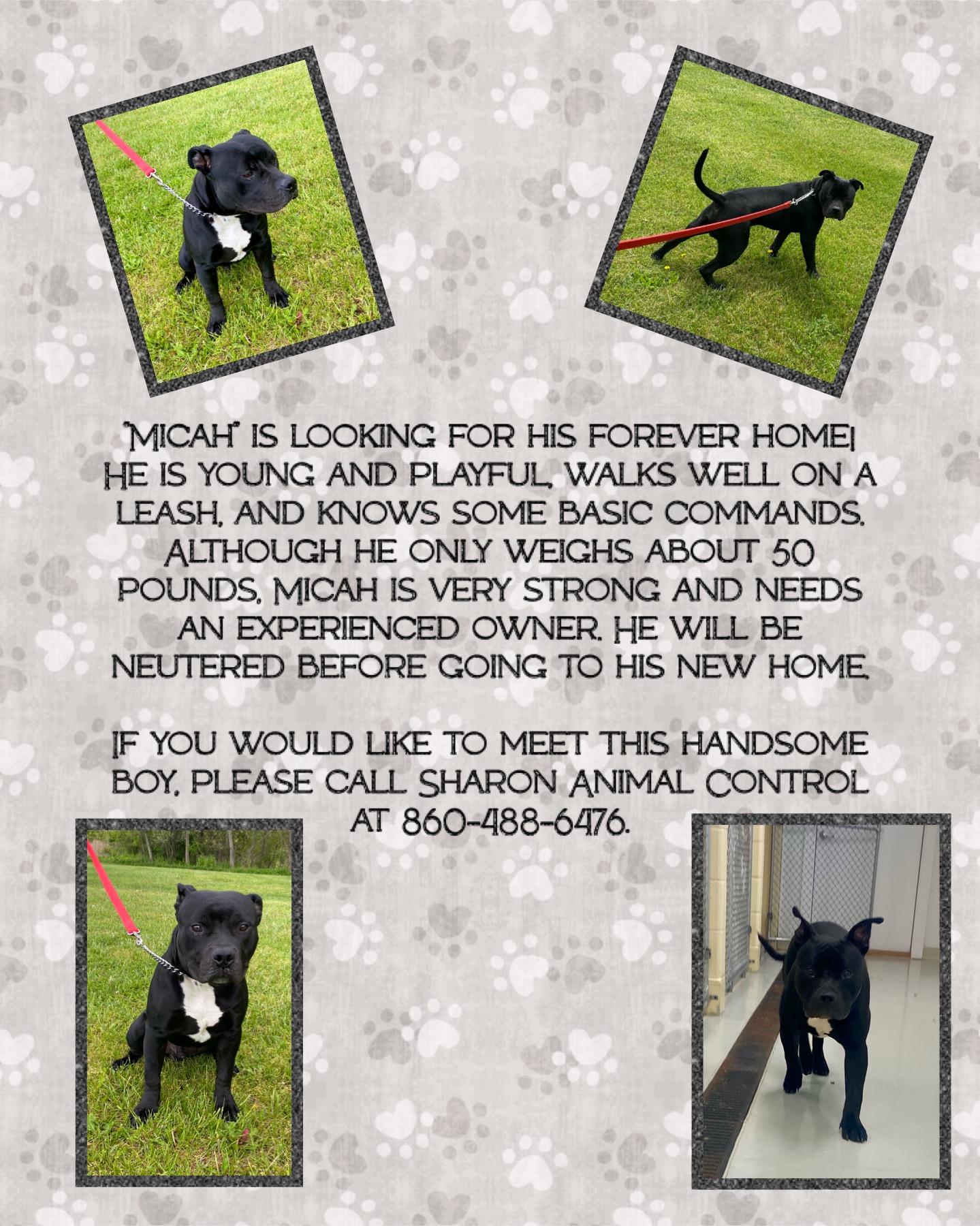 Enlarge Micah, a Adopted Pit Bull Terrier in Kent, CT image 3/3