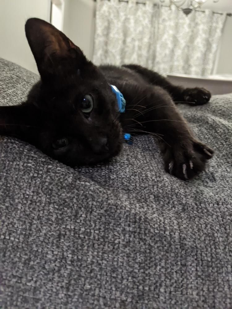 Enlarge 4925 Shuford, a Adopted Domestic Short Hair in Hartwell, GA image 1/1