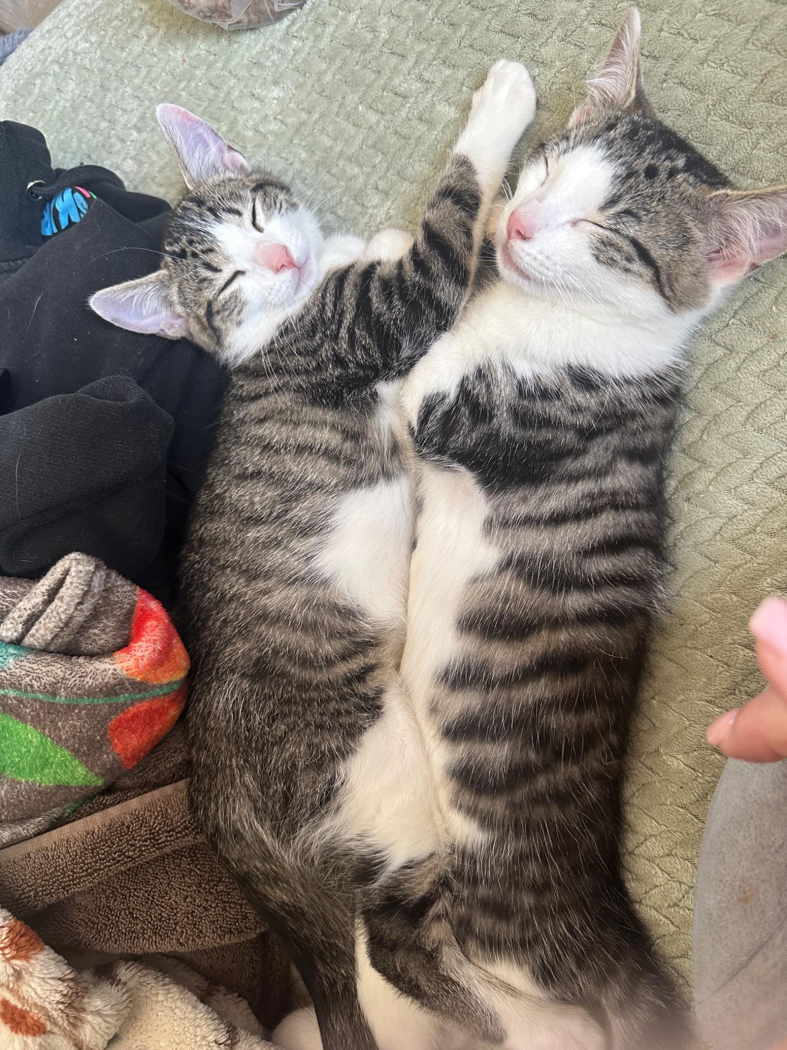 Enlarge Kevin, a Adoptable mixed breed in Cornwall, NY image 2/2