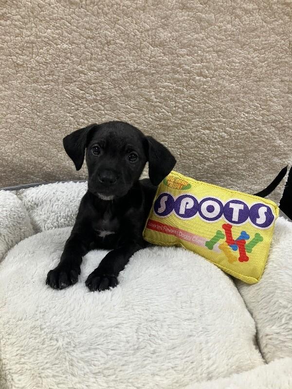 Amethyst, Adoptable, Young Female Mixed Breed.