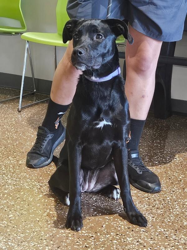 Enlarge Amethyst, a Adoptable Mixed Breed in Jackson, TN image 2/5
