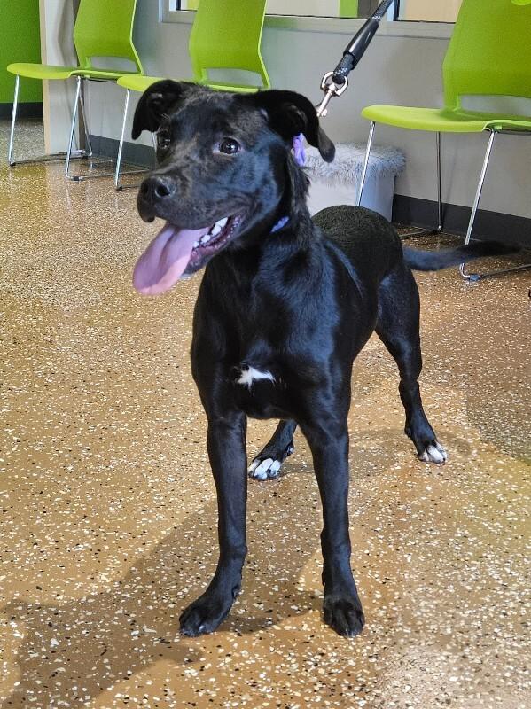Enlarge Amethyst, a Adoptable Mixed Breed in Jackson, TN image 3/5