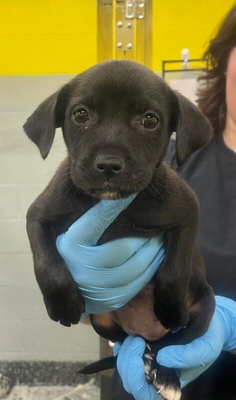 Enlarge Amethyst, a Adoptable Mixed Breed in Jackson, TN image 4/5