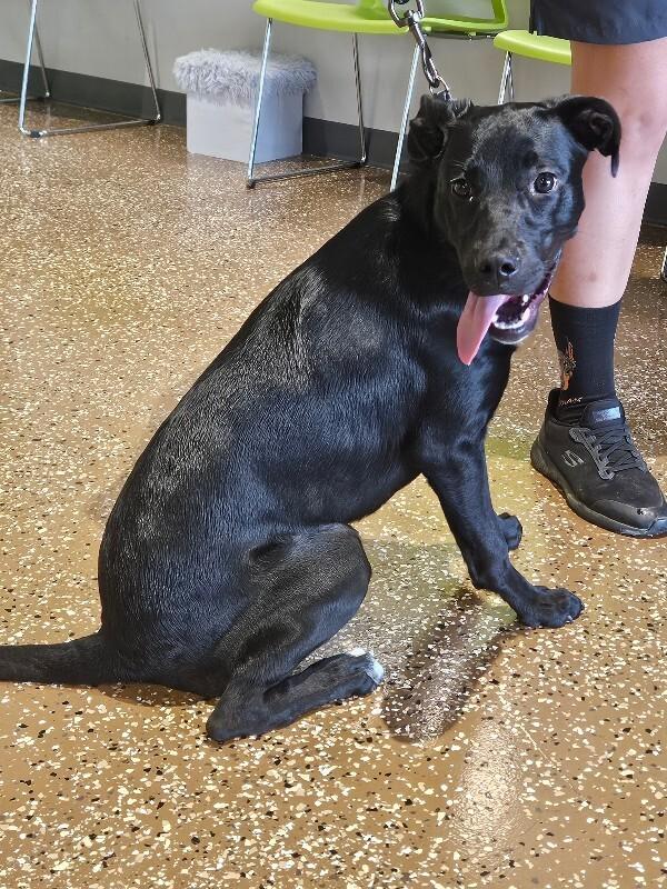 Enlarge Amethyst, a Adoptable Mixed Breed in Jackson, TN image 5/5