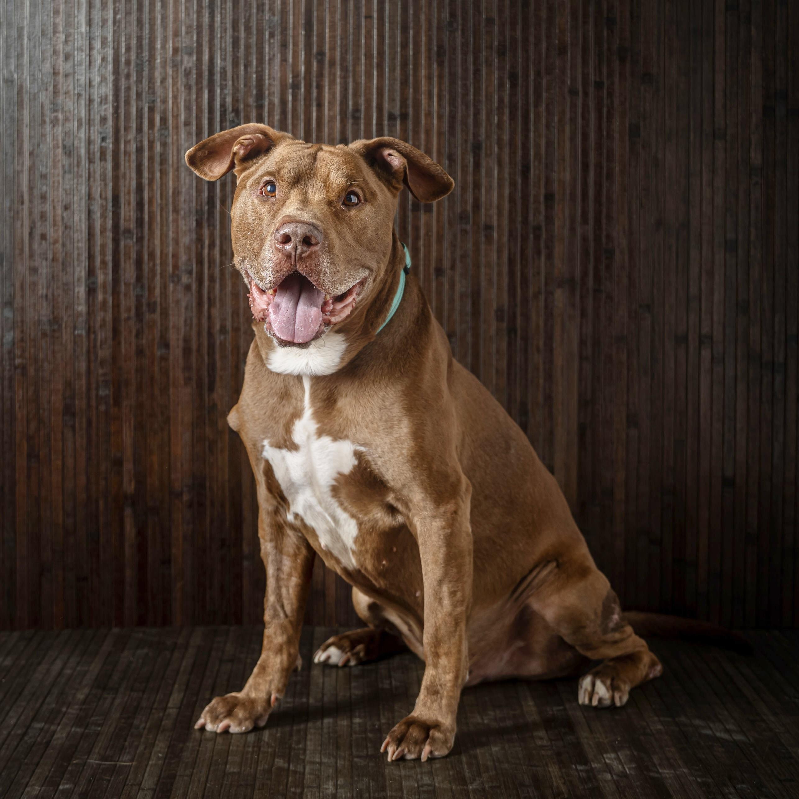 Point Break, Adoptable, Senior Male Pit Bull Terrier.