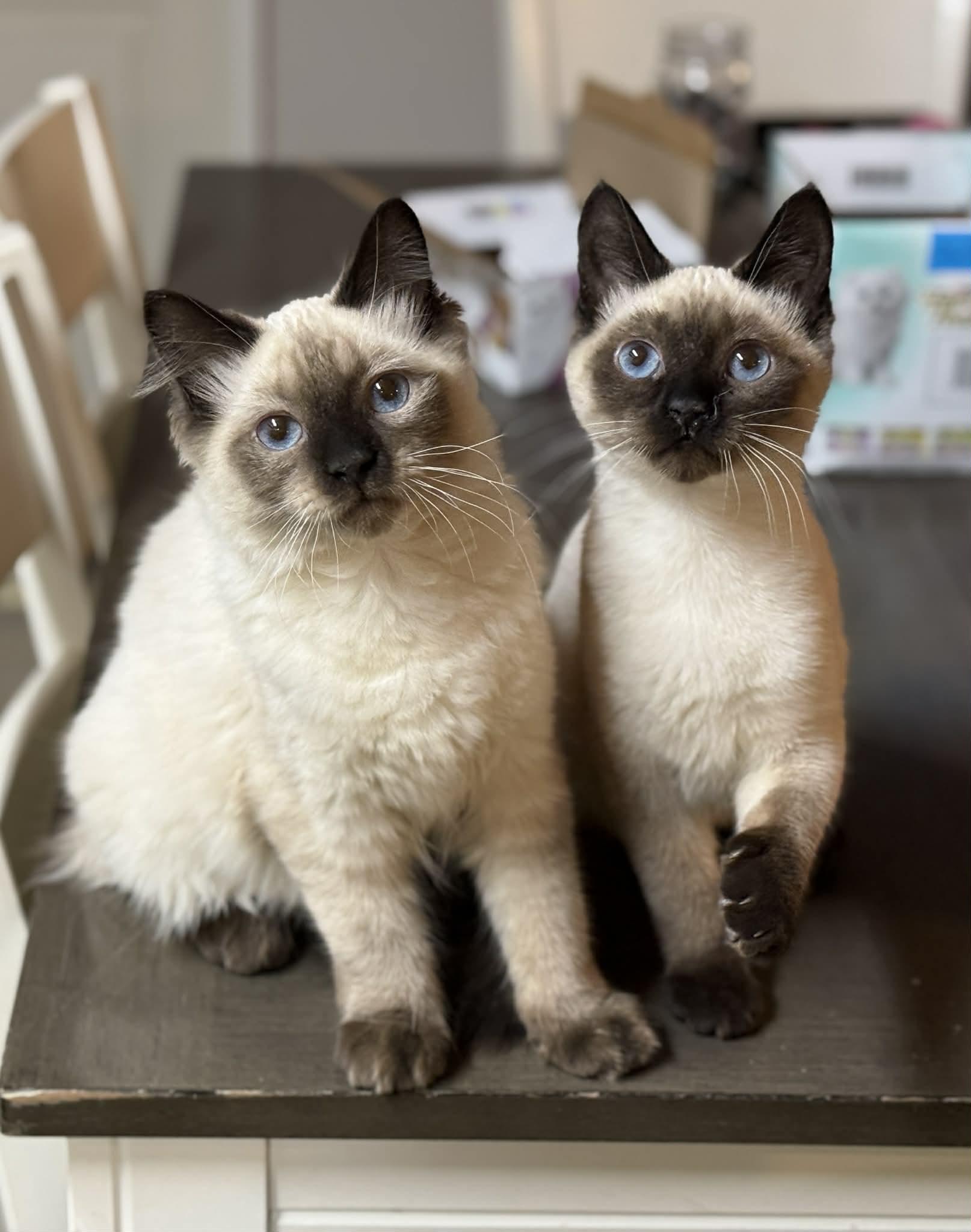 Fire & Ember- BONDED PAIR, adopted, Young Male Siamese.