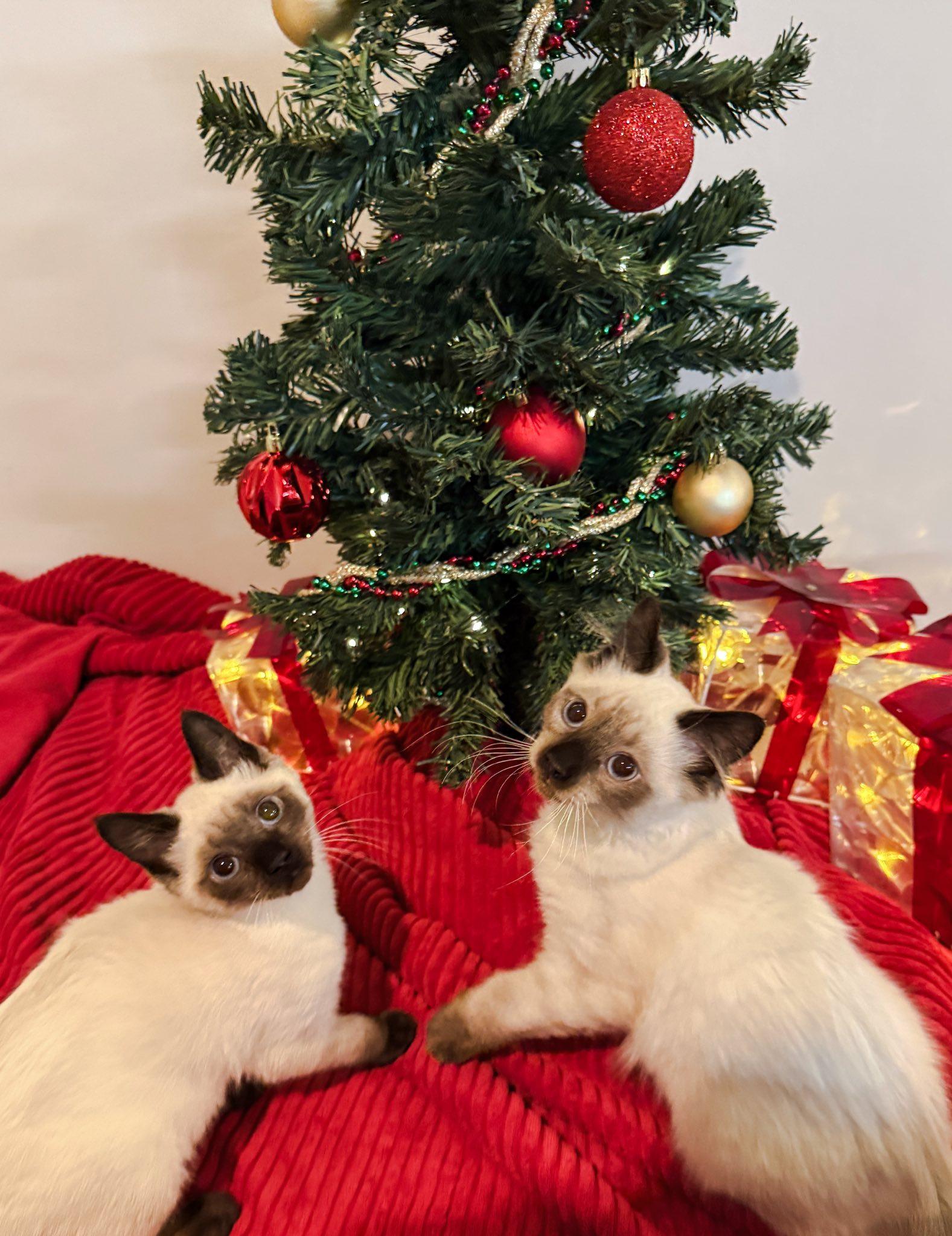 Enlarge Fire & Ember- BONDED PAIR, an adopted mixed breed in Woodstock, CT image 3/4