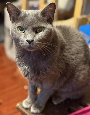 AC, ADOPTABLE, Senior Female Domestic Short Hair.