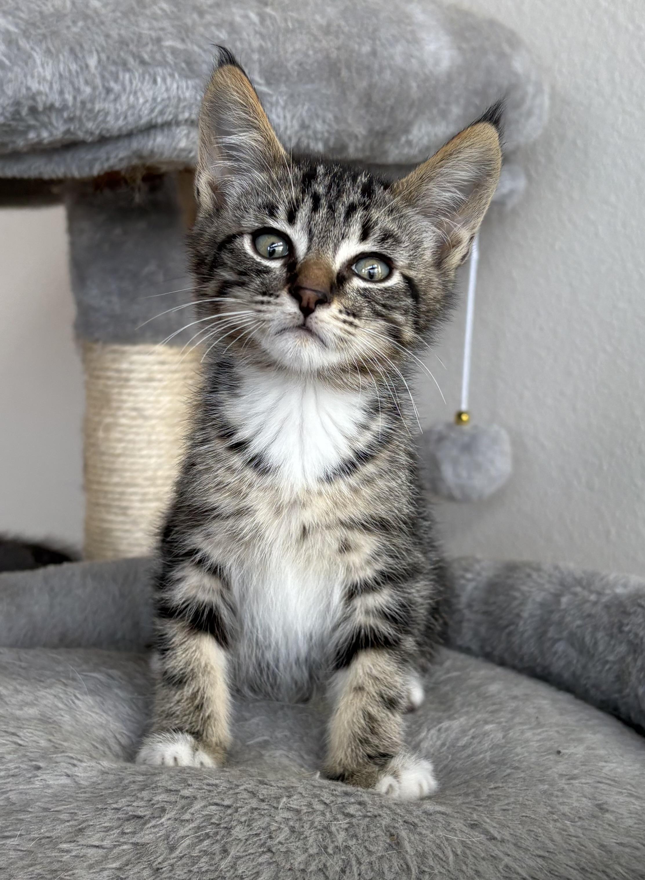 Ernie, Baby Male unknown