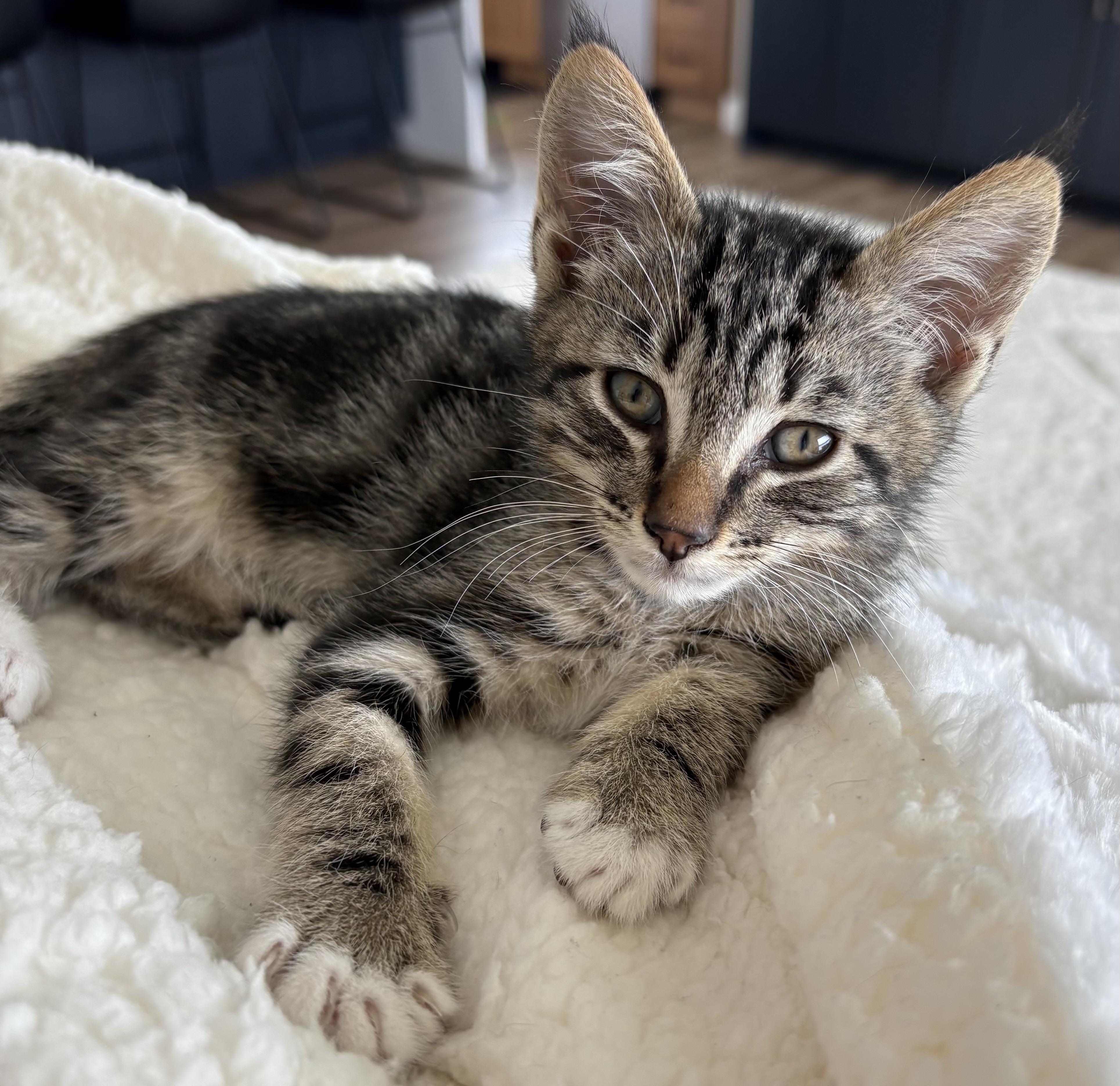 Ernie, Baby Male unknown