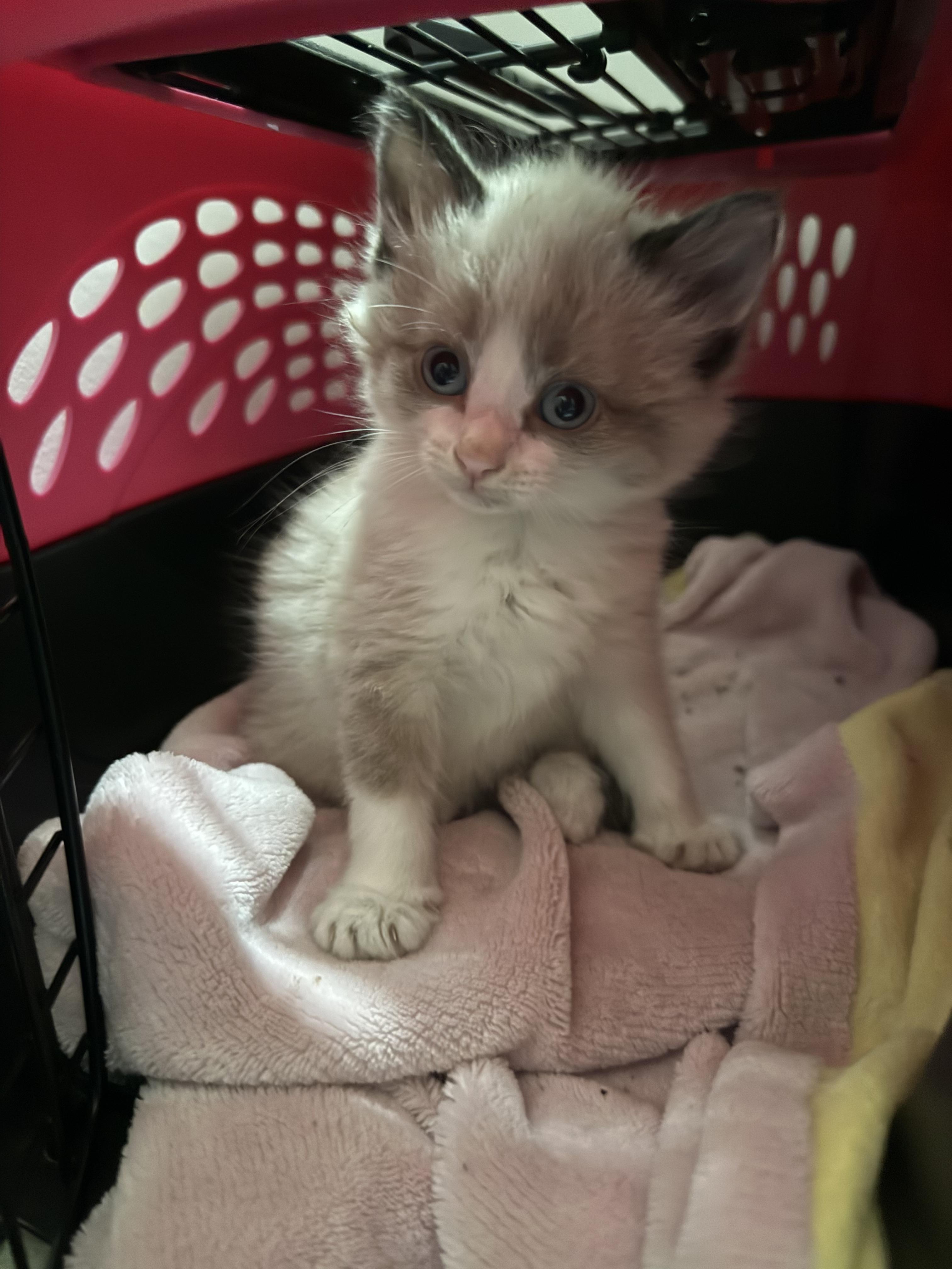 Enlarge Daisy, an adopted Siamese in Marvin, NC image 1/1