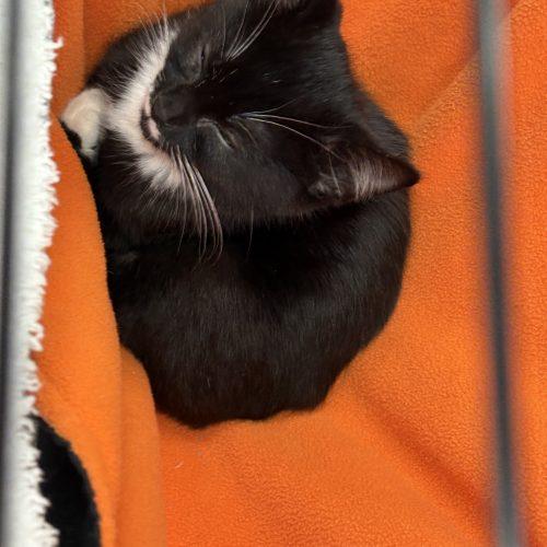 Stache, Adoptable, Kitten Male Domestic Short Hair.