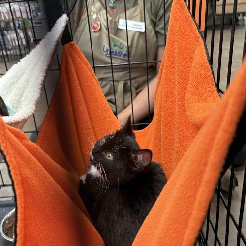Stache, a Adoptable Domestic Short Hair in Sanford, NC image 2/5