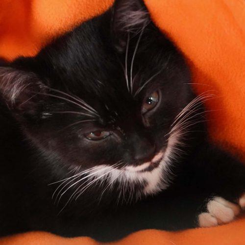 Stache, a Adoptable Domestic Short Hair in Sanford, NC image 4/5