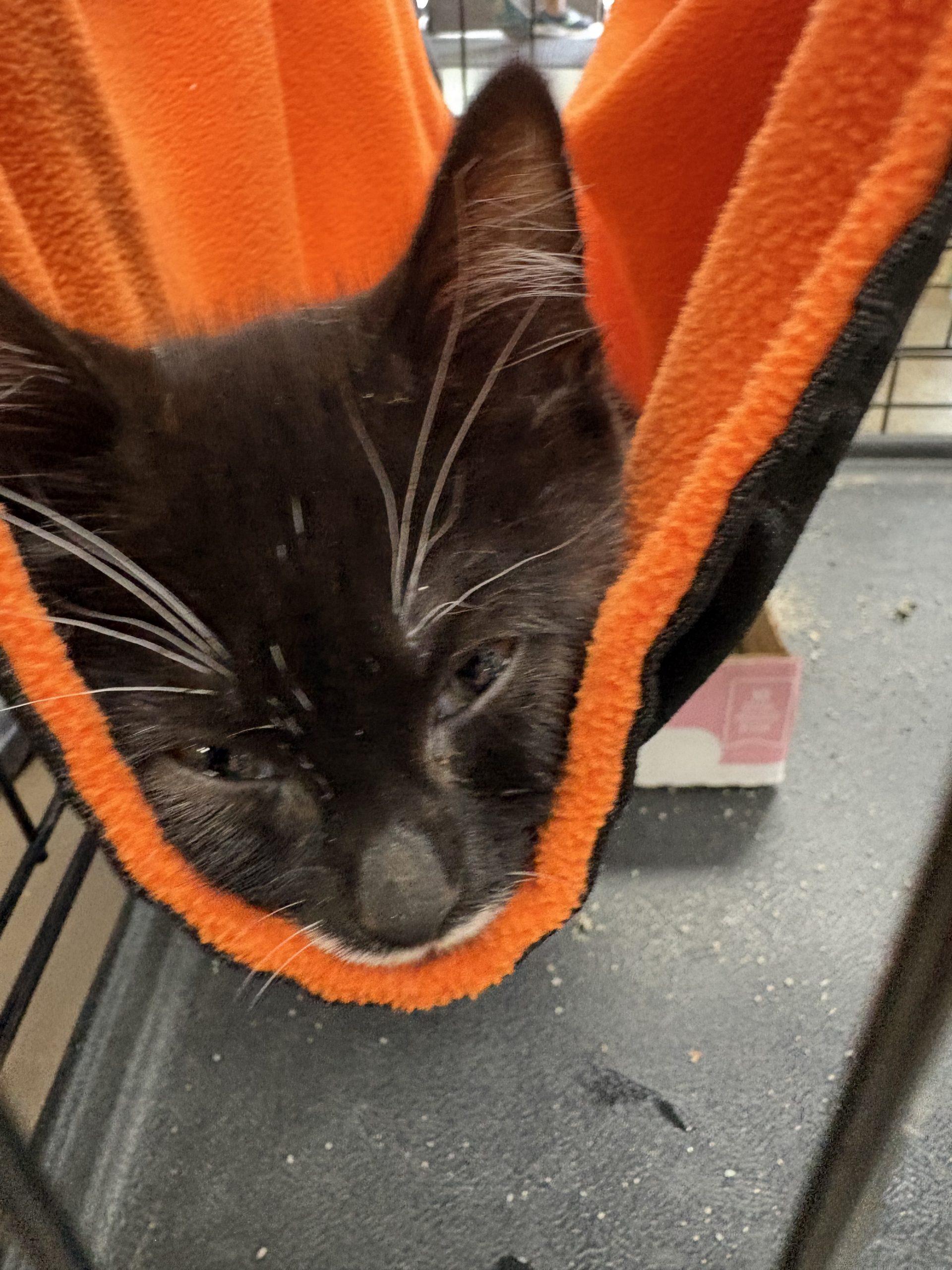 Stache, a Adoptable Domestic Short Hair in Sanford, NC image 5/5