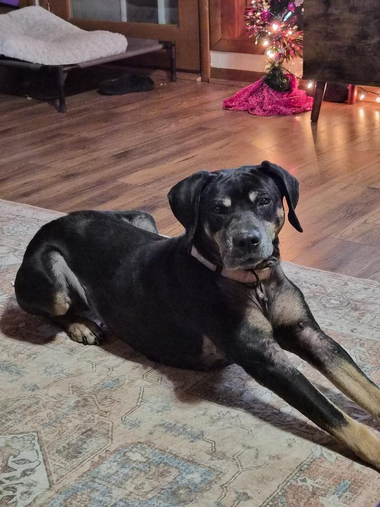 Maizie (25-086 D), Adoptable, Adult Female Hound.