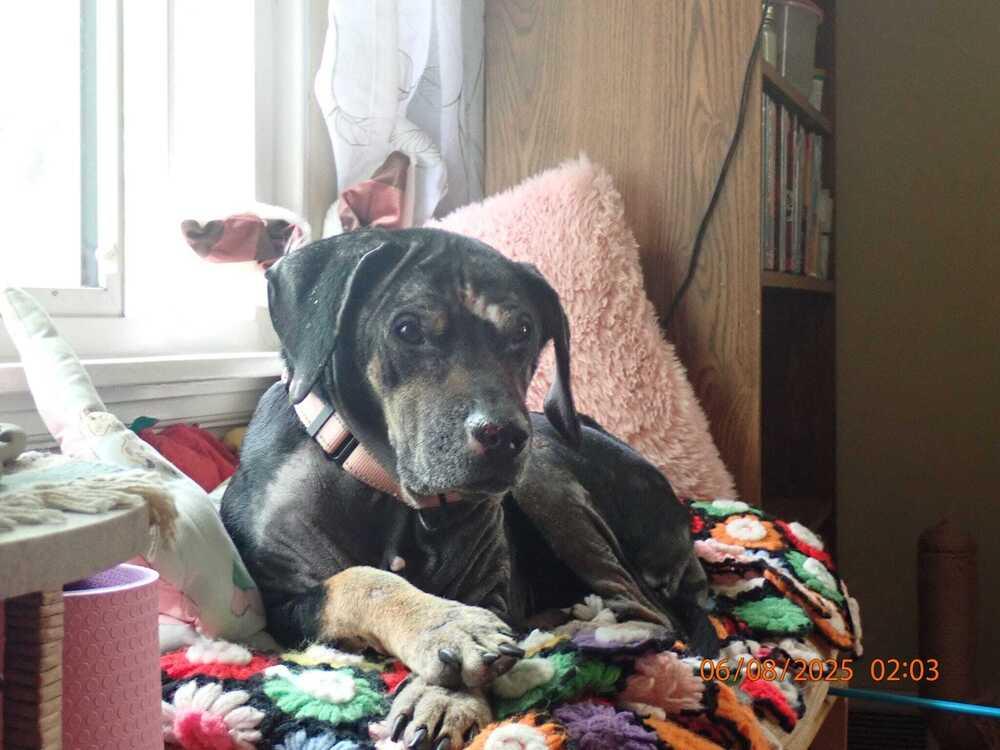 Enlarge Maizie (25-086 D), a Adoptable Hound in Lansing, MI image 3/5