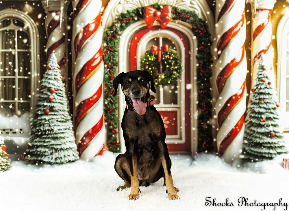 Enlarge Maizie (25-086 D), a Adoptable Hound in Lansing, MI image 5/5