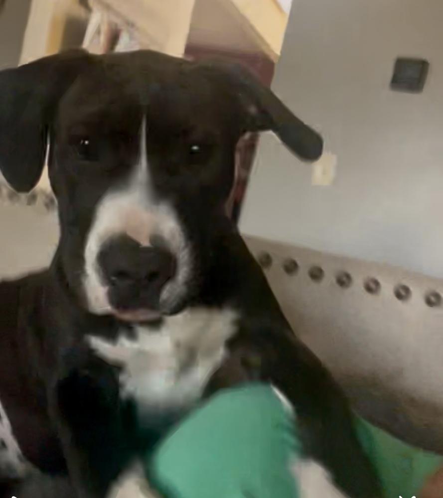 Enlarge Chesney, a Adoptable mixed breed in Deerfield, MI image 2/4