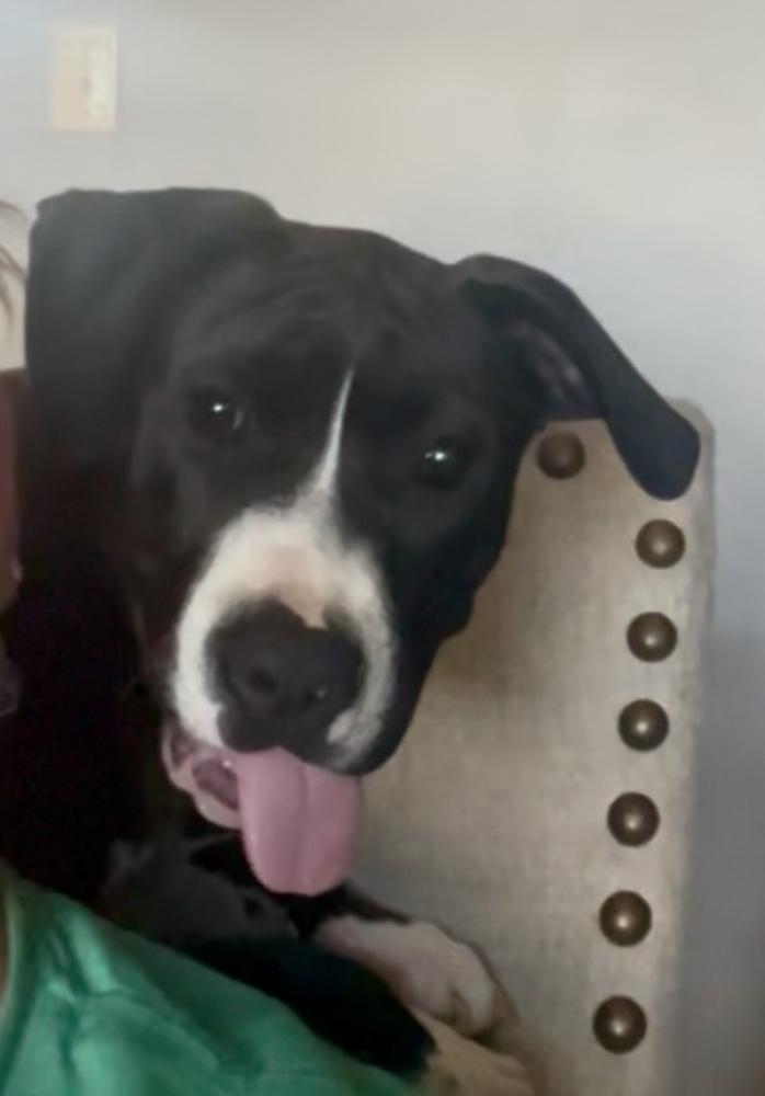 Enlarge Chesney, a Adoptable mixed breed in Deerfield, MI image 4/4