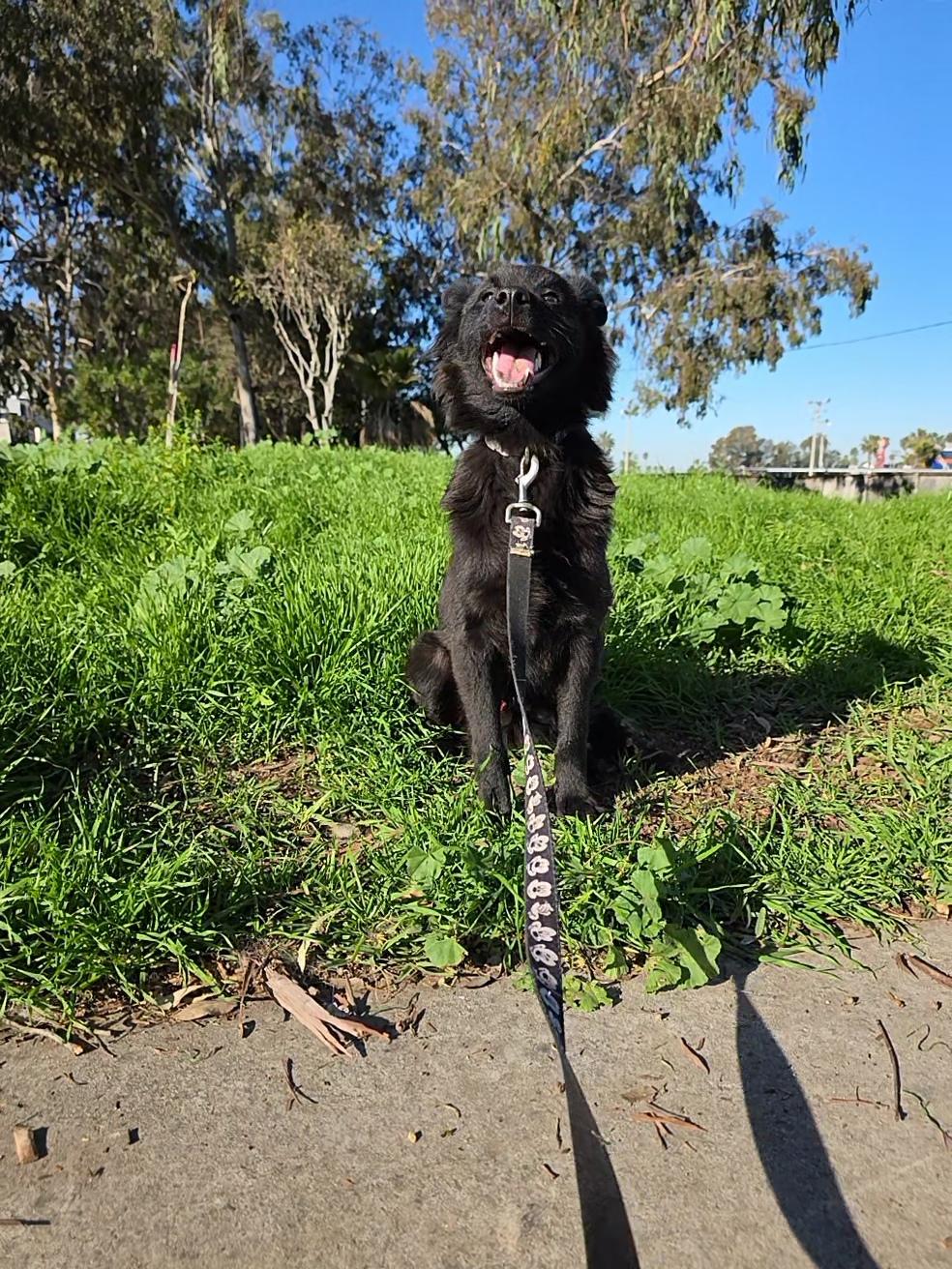Enlarge Snape, an adopted mixed breed in Dana point, CA image 4/6