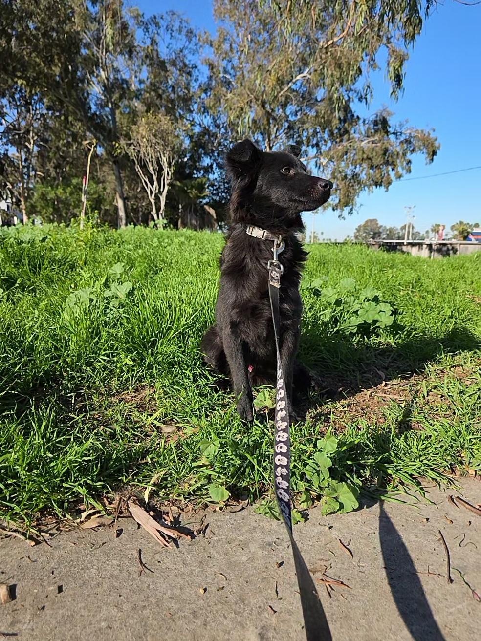 Enlarge Snape, an adopted mixed breed in Dana point, CA image 3/6