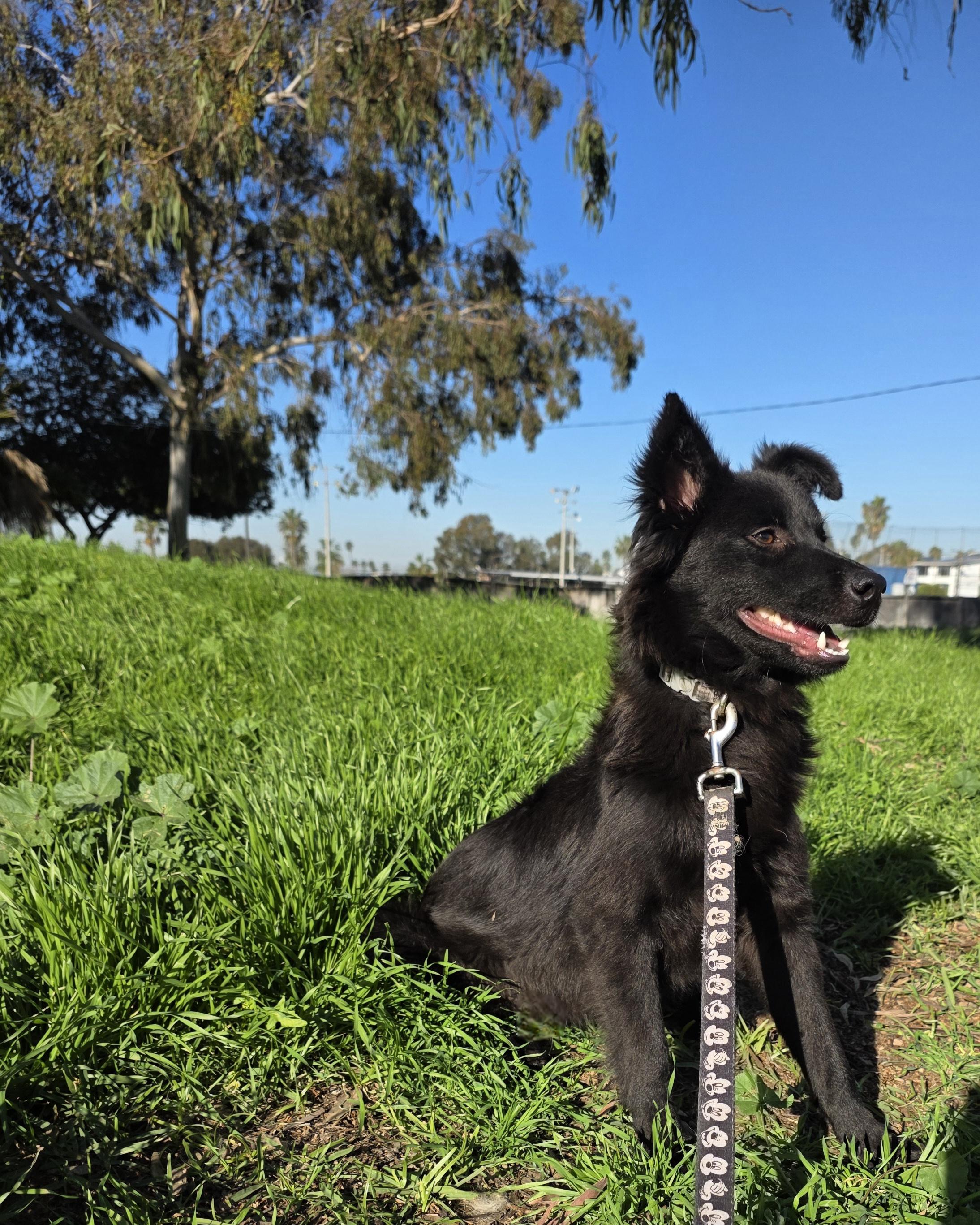 Enlarge Snape, an adopted mixed breed in Dana point, CA image 2/6