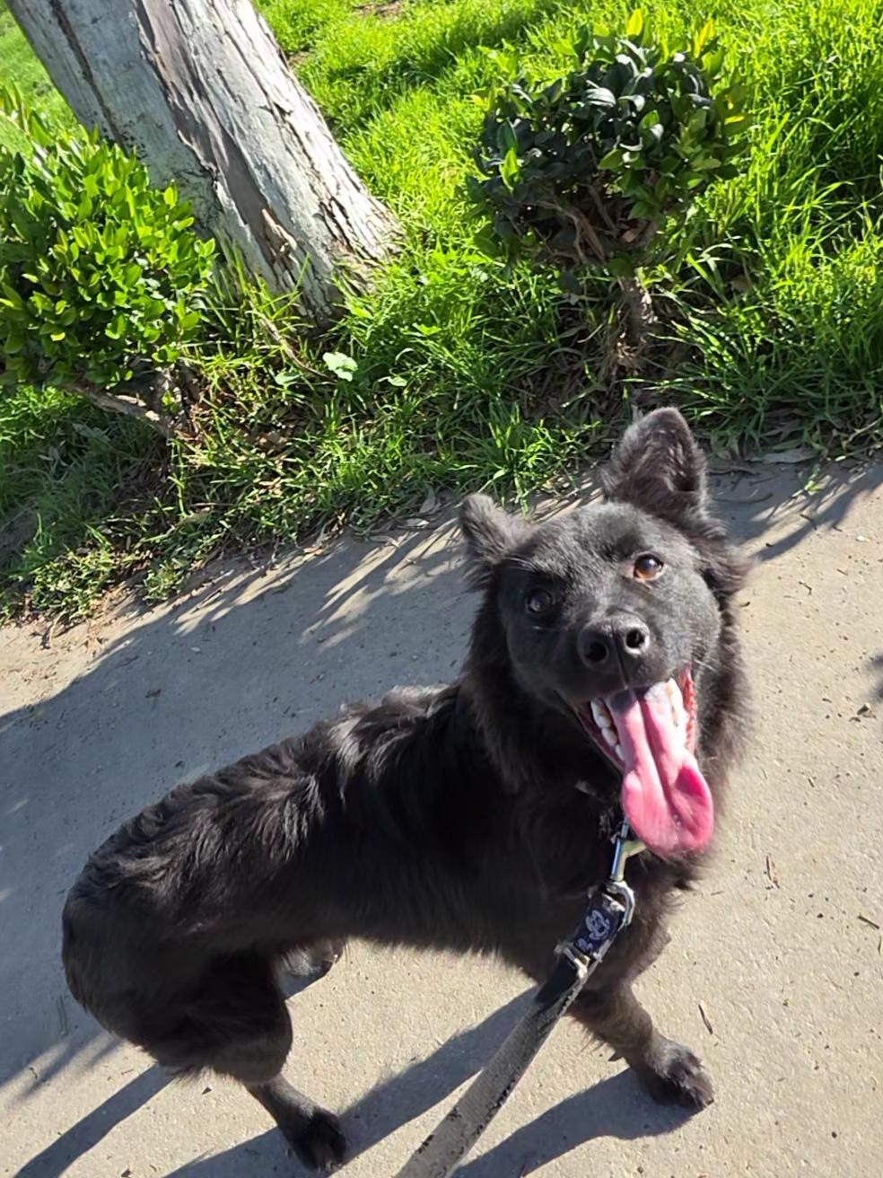 Enlarge Snape, an adopted mixed breed in Dana point, CA image 5/6