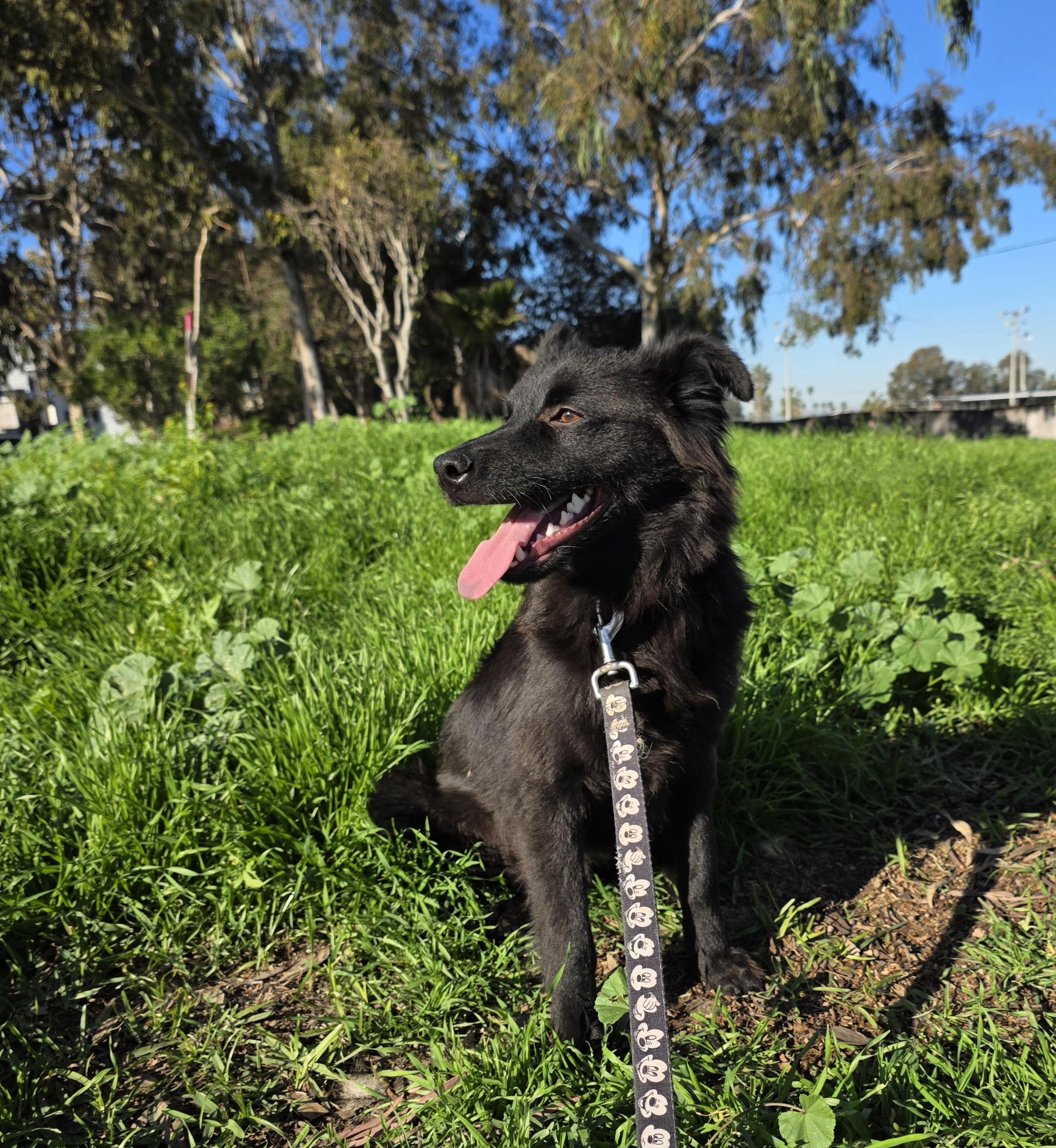 Enlarge Snape, an adopted mixed breed in Dana point, CA image 1/6