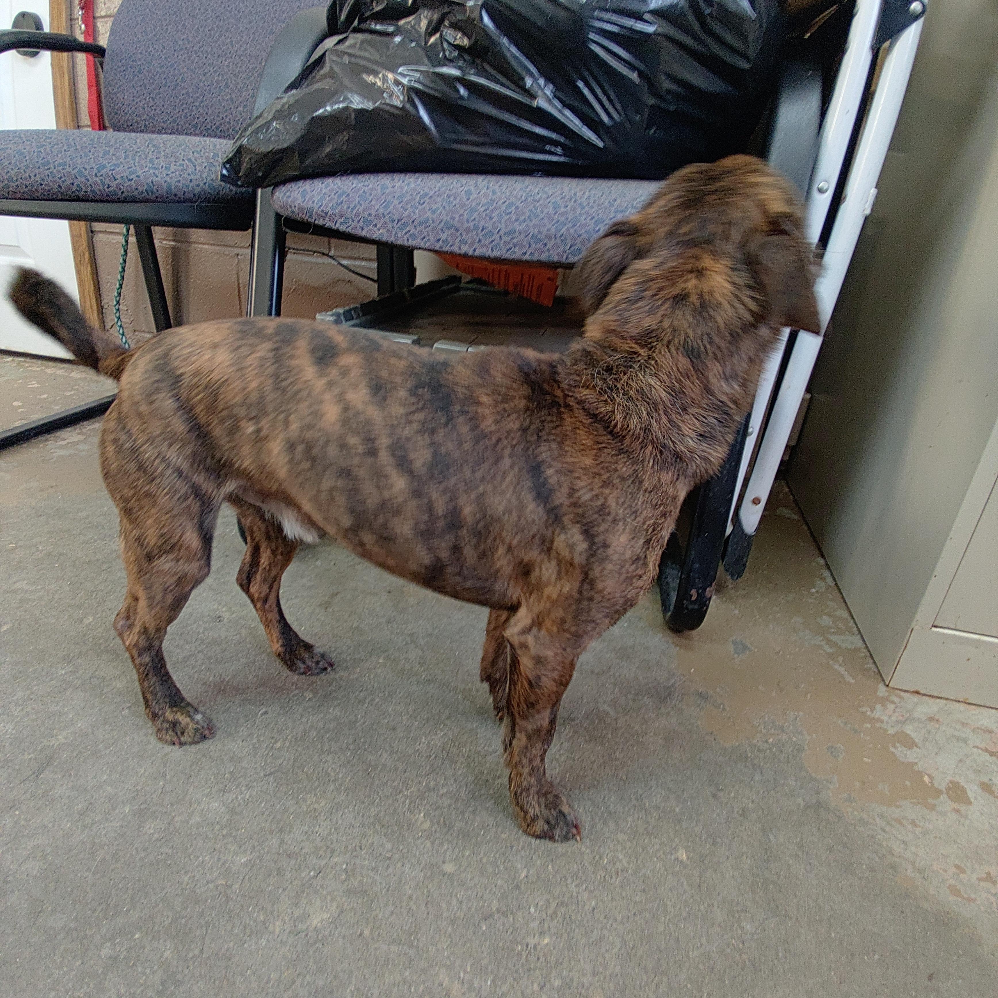 26-017, ADOPTABLE, Adult Male Jack Russell Terrier.