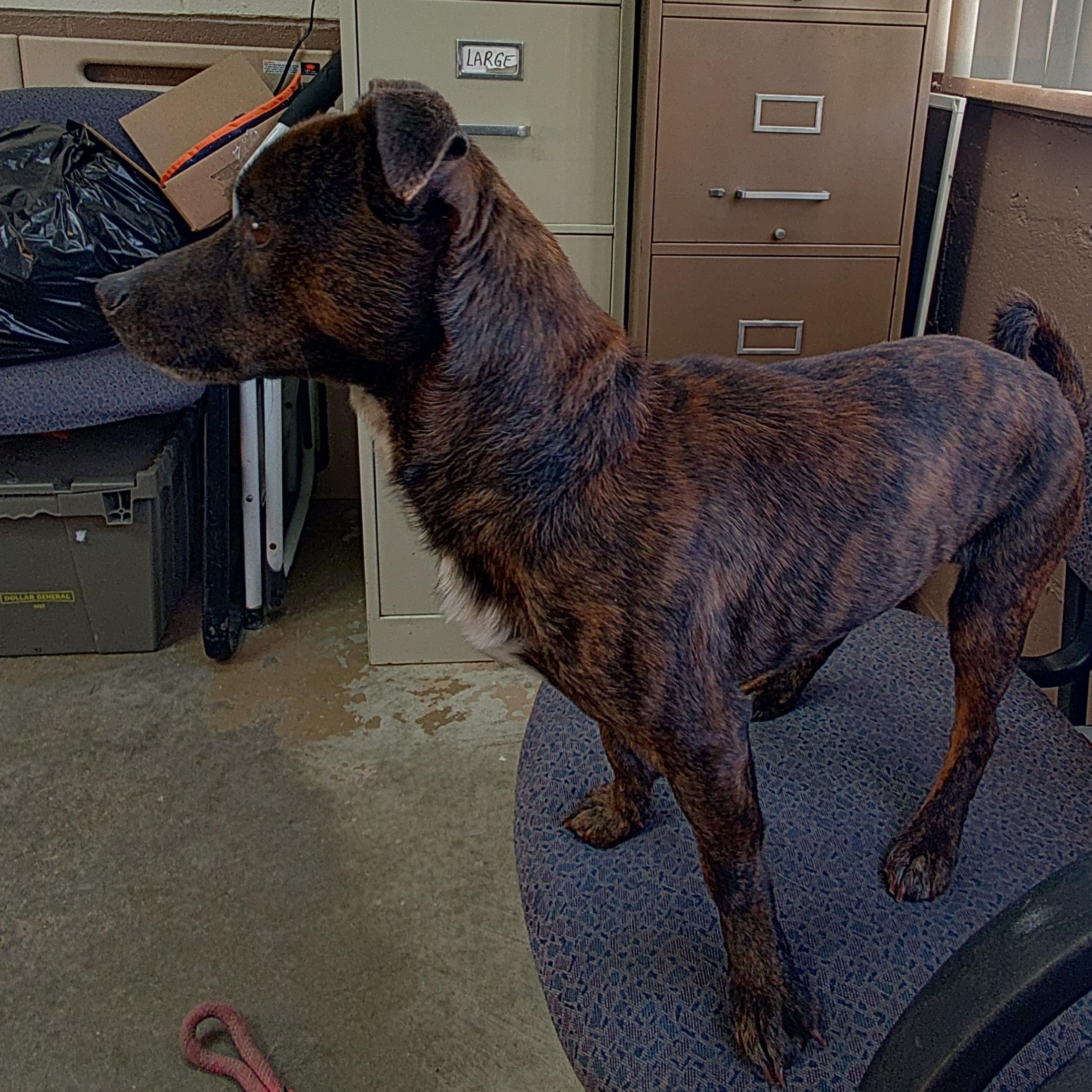 Enlarge 26-017, a ADOPTABLE Jack Russell Terrier in Carrollton, OH image 3/3