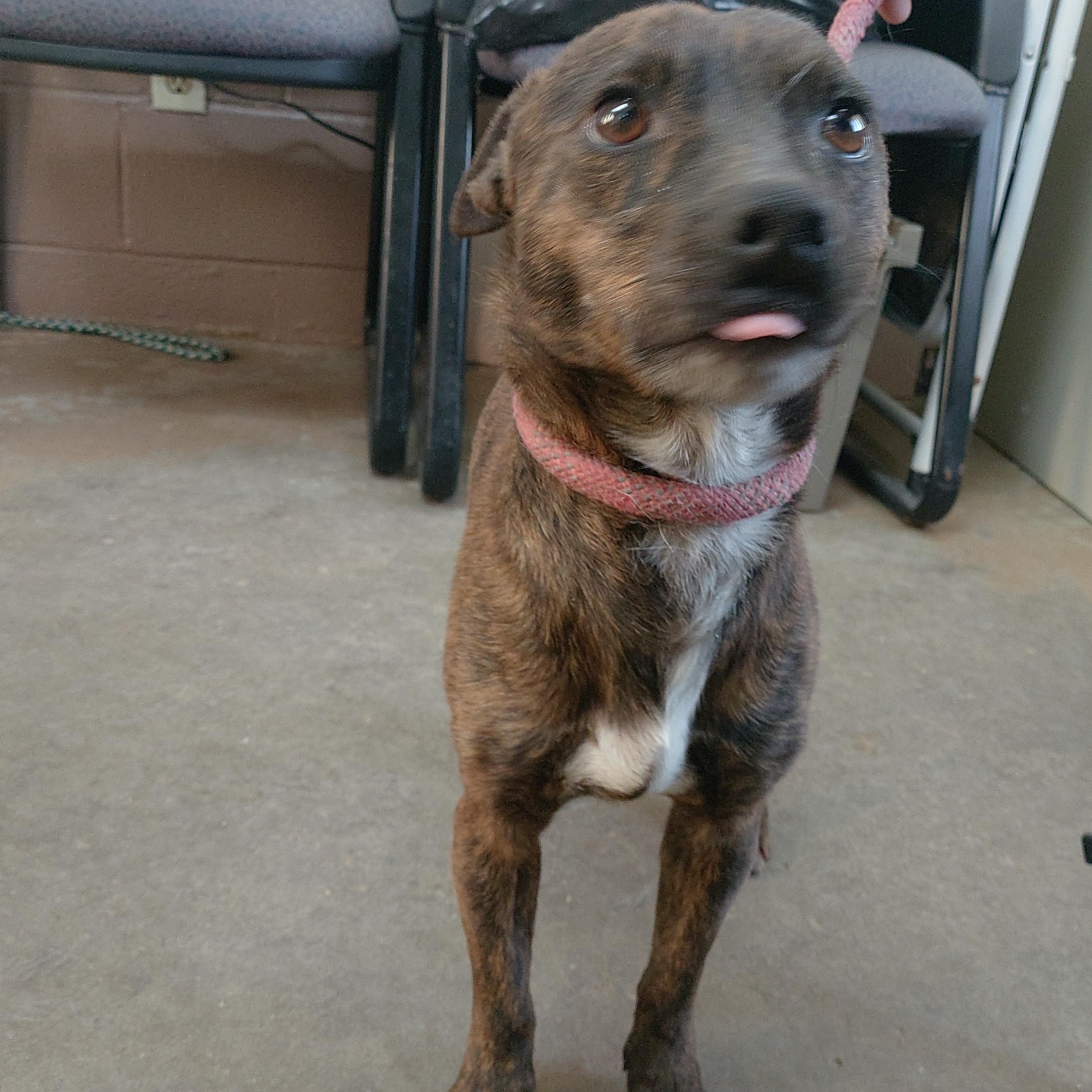 Enlarge 26-017, a ADOPTABLE Jack Russell Terrier in Carrollton, OH image 2/3