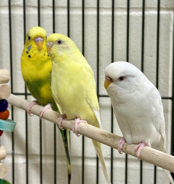 Enlarge SWEETY, a Adoptable Parakeet (Other) in Boston, MA image 1/1