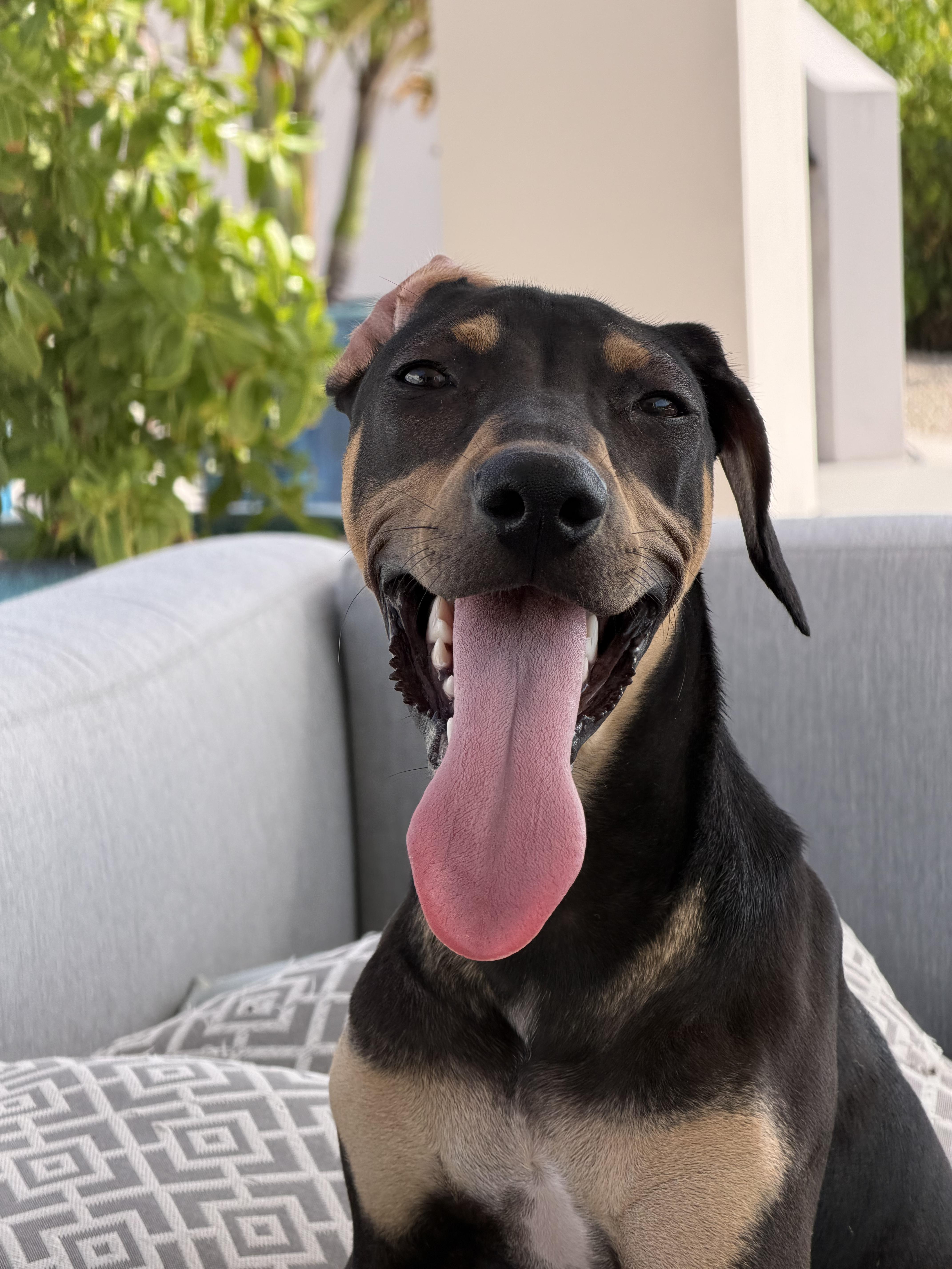 Enlarge Malteaser, a ADOPTABLE mixed breed in North Abington Township, PA image 1/1