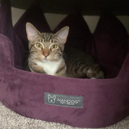 Doodlebob, Adoptable, Young Male Domestic Short Hair & Domestic Short Hair.