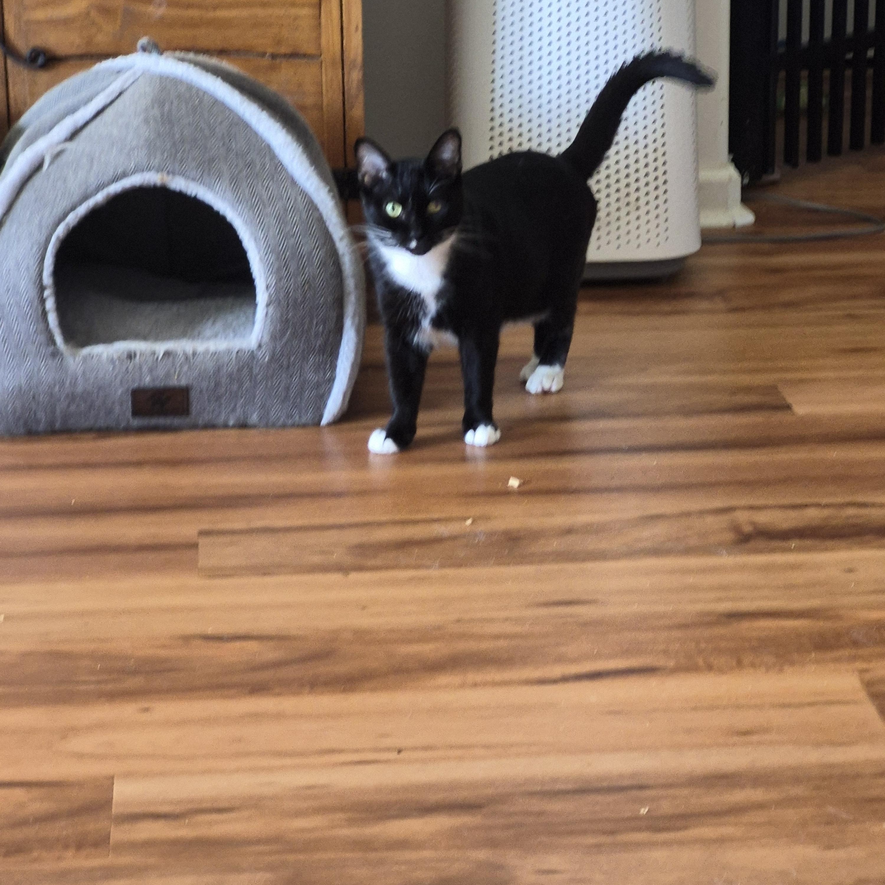 Enlarge Sassy, a Adoptable Domestic Short Hair in North Myrtle Beach, SC image 2/5