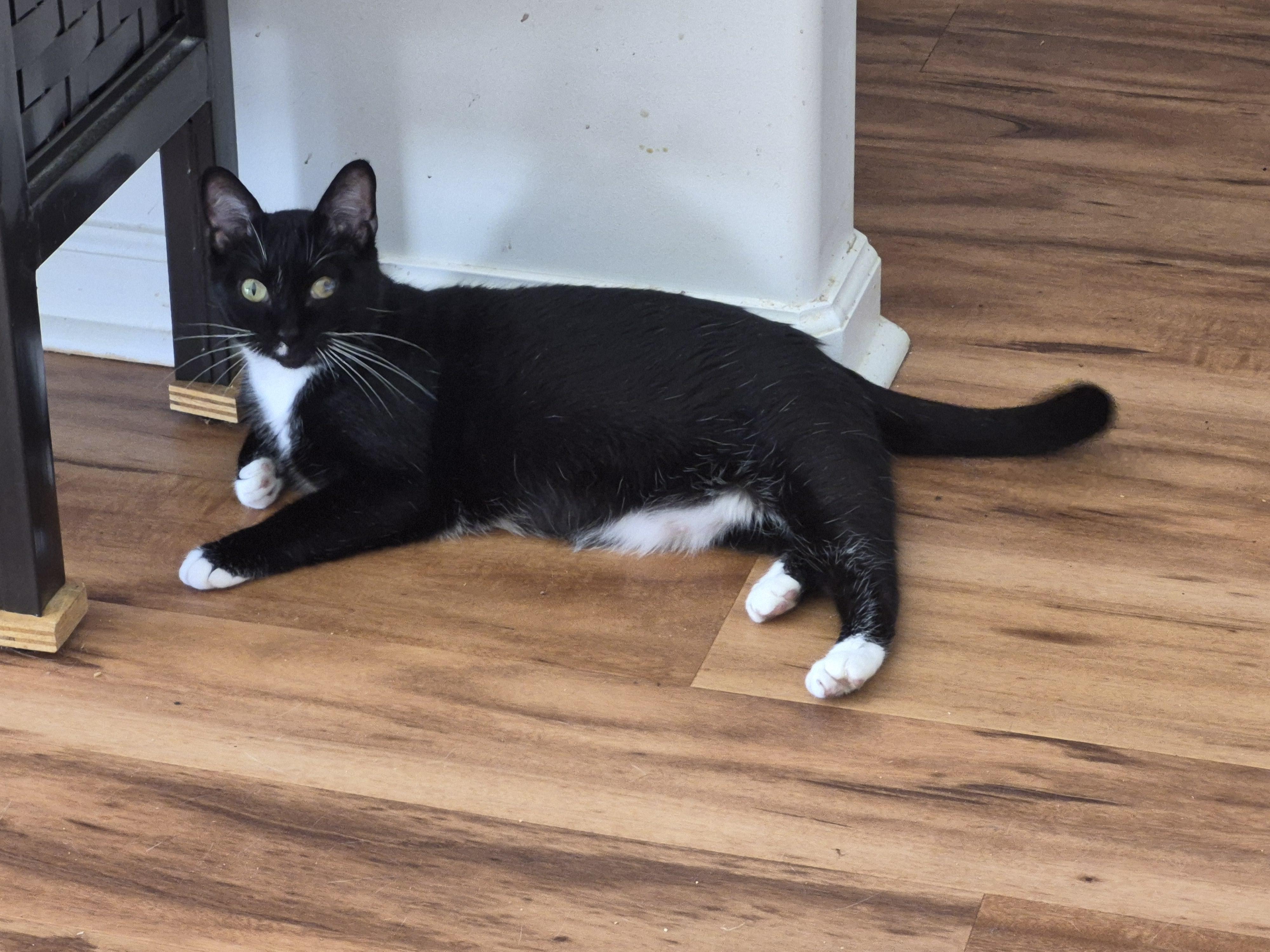 Sassy, Adoptable, Senior Female Domestic Short Hair.