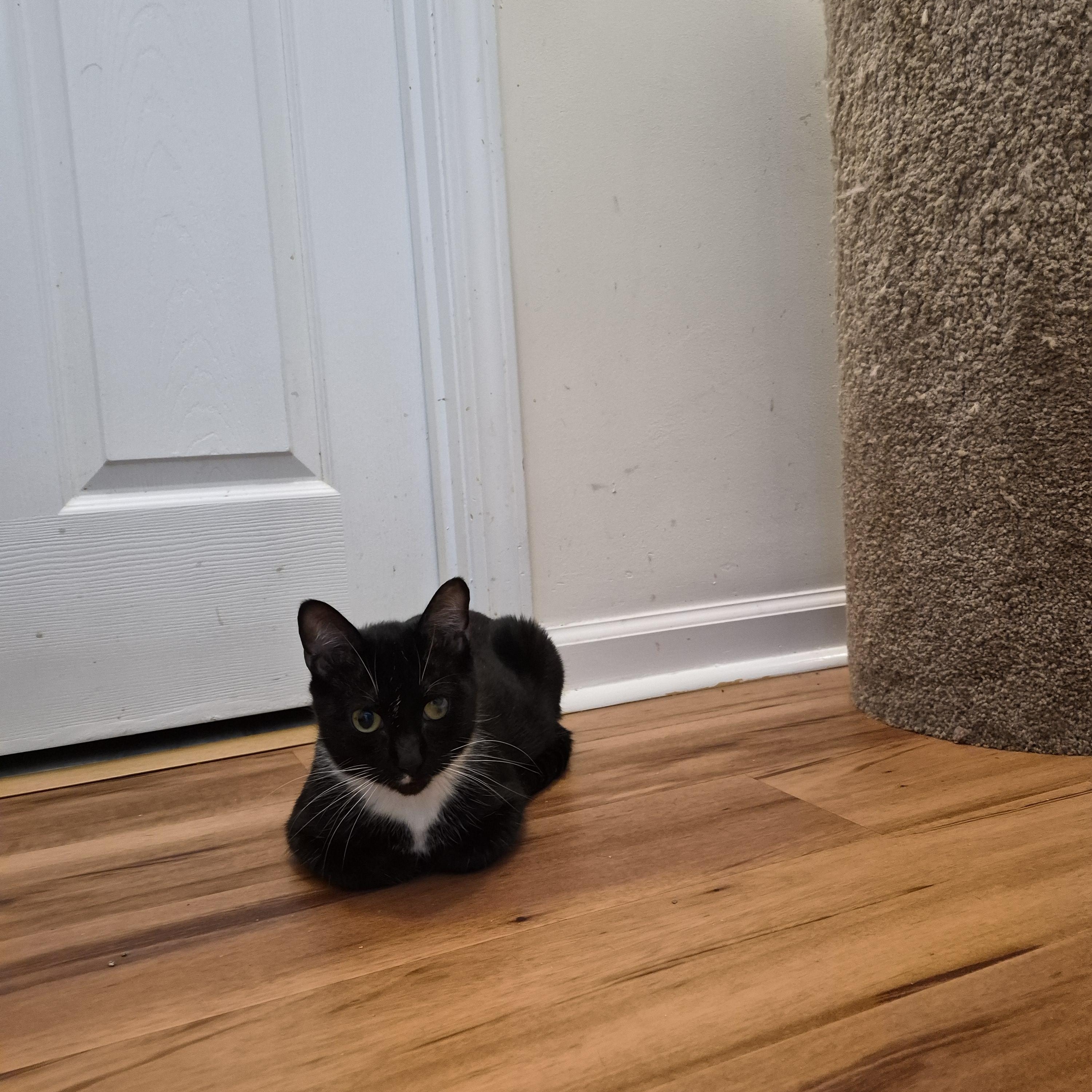 Enlarge Sassy, a Adoptable Domestic Short Hair in North Myrtle Beach, SC image 5/5